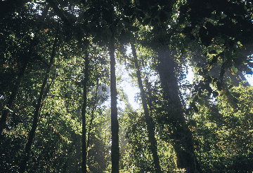 verantwortung_wald_1138x780.jpg